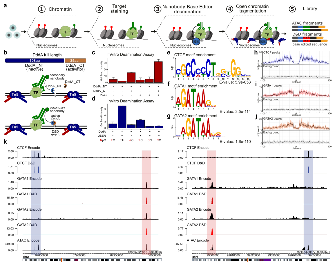 Single-cell mapping of regulatory DNA:Protein interactions