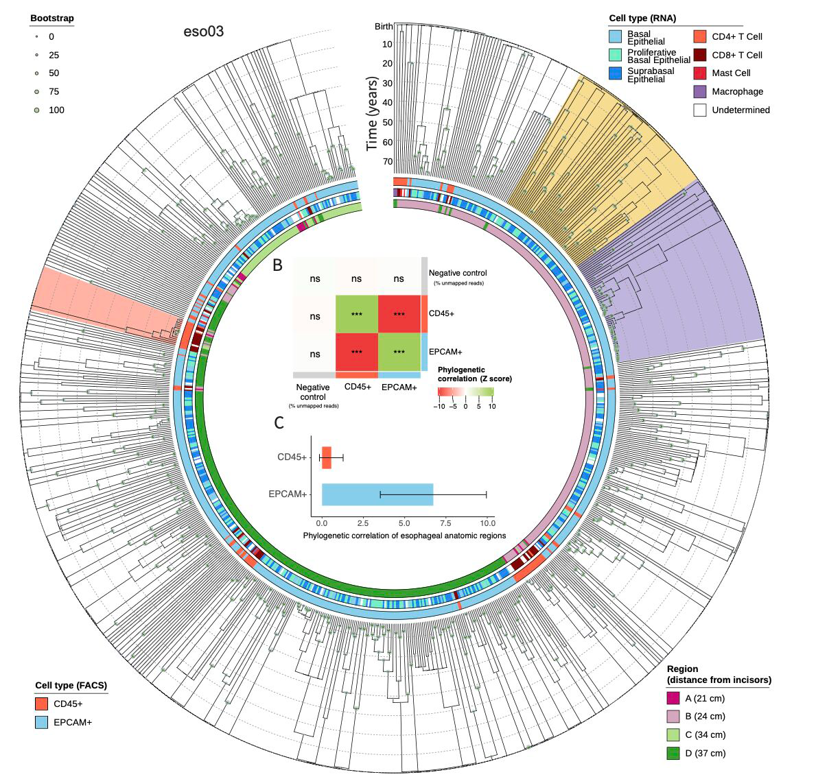 Large-scale single-cell phylogenetic mapping of clonal evolution in the human aging esophagus